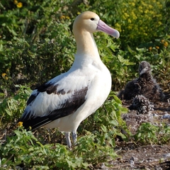 Short-tailed Albatross